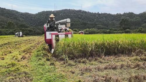 阳春岗美镇全力抢收早稻保障夏粮归仓