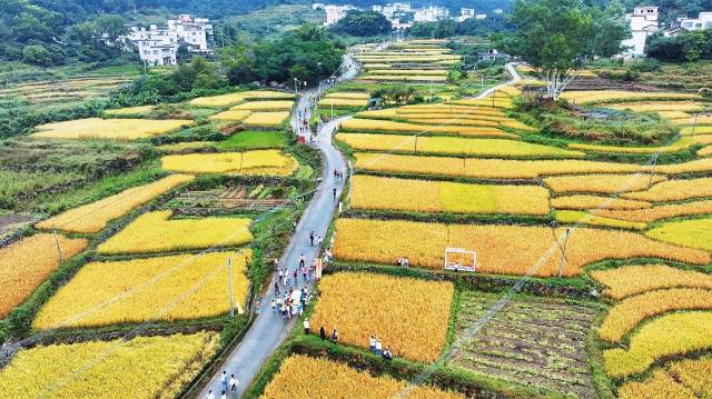 培育农业现代化大产业肇庆冲刺“千亿目标”(图2)