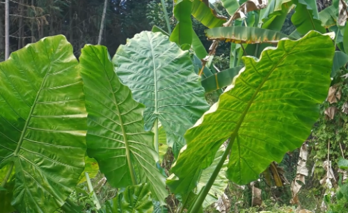 2岁孩子好奇舔了一口公园绿植，口水狂流，嘴巴剧烈疼痛