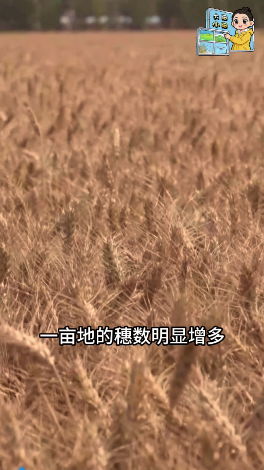 夏收背后的中国粮食生产底气(图1)