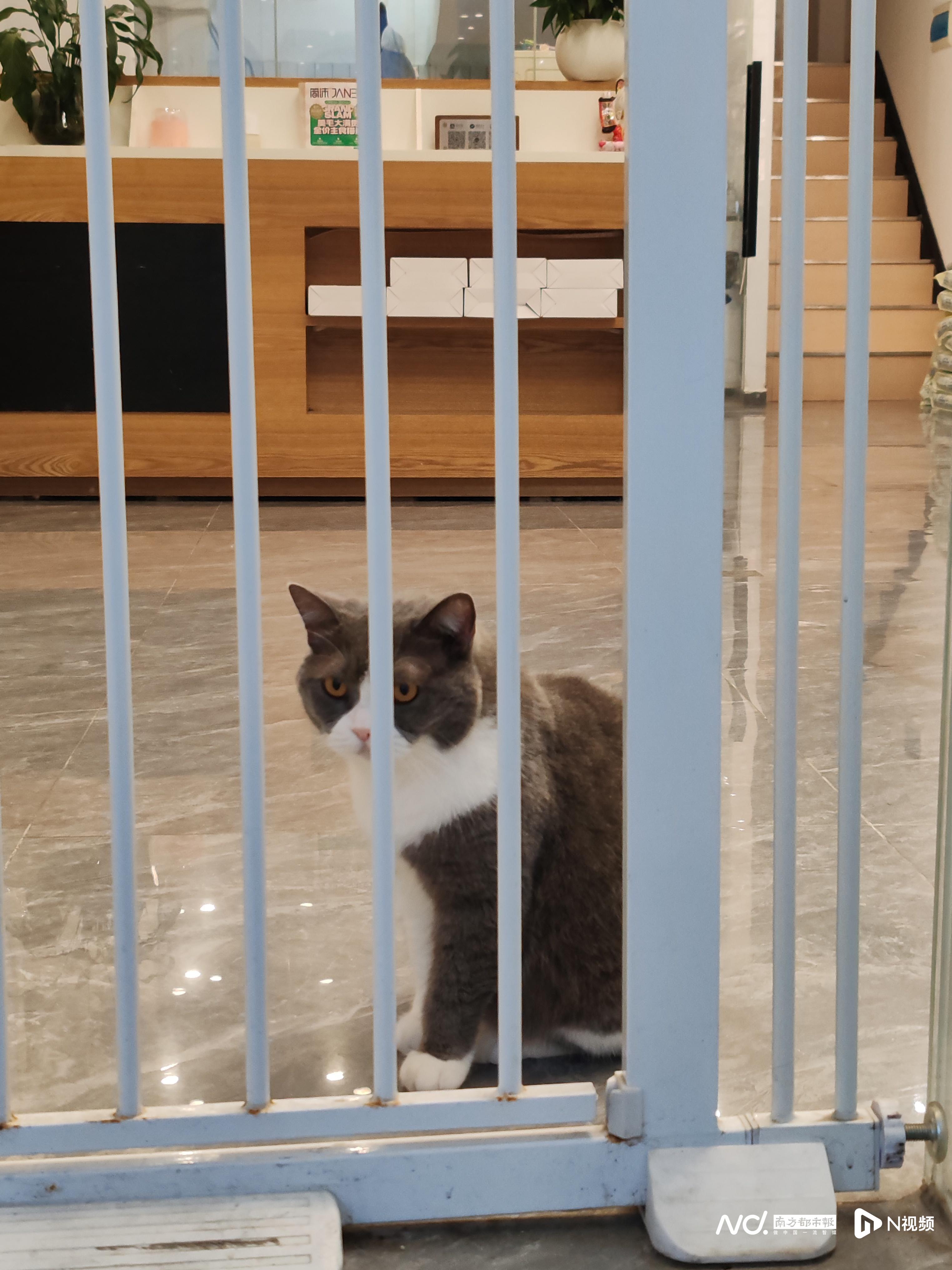 2030年冲刺100亿元以上！东莞布局宠物经济新赛道(图1)