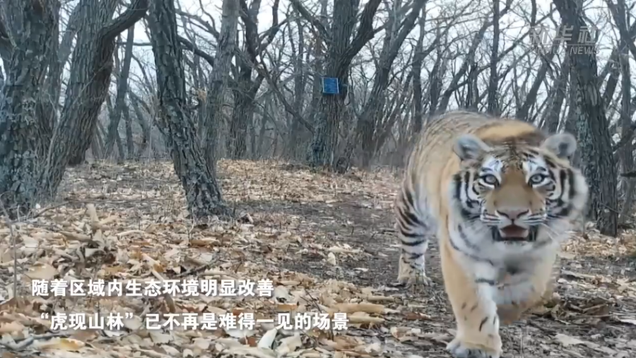 美丽中国行·探访东北虎豹国家公园丨黑龙江东宁：东北虎豹因何频现山林