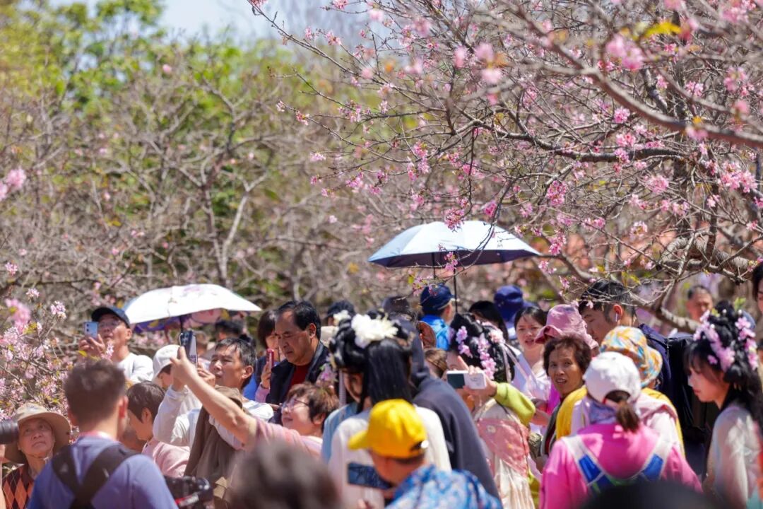 球速体育网站：首日吸引超3万人次！第四届南沙樱花节开幕“花经