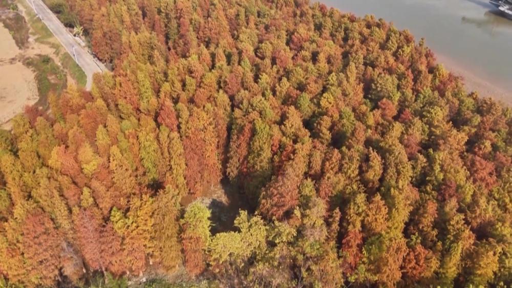 布局4個方面、明確13項重點任務(wù)，廣東紅樹林保護再加強