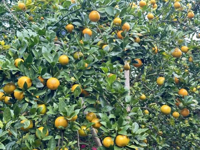 培育农业现代化大产业肇庆冲刺“千亿目标”(图3)