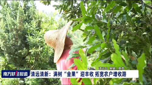 清远清新：满树“金果”迎丰收 拓宽农户增收路