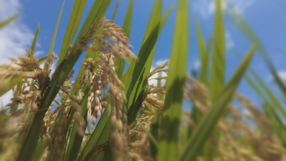 农业农村部：我国农作物自主选育品种面积占比超过95%