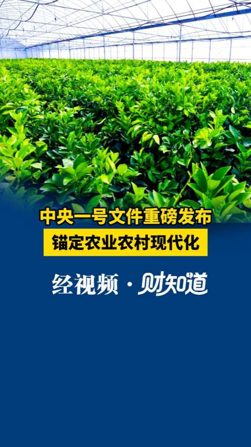 中央一号文件重磅发布 锚定农业农村现代化
