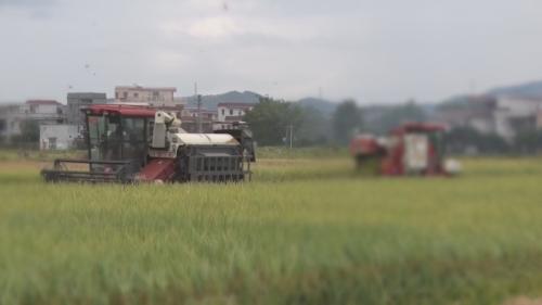 今年我国夏粮实现稳产丰收