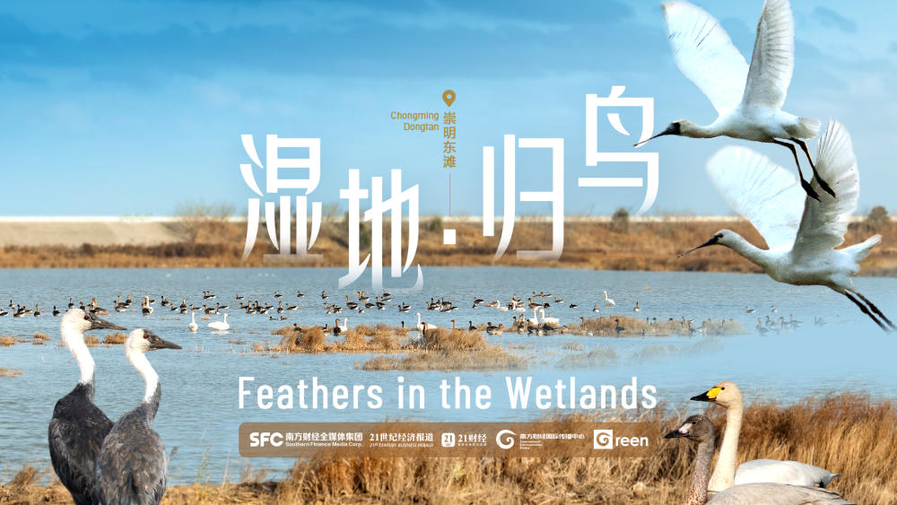 Chongming Dongtan: Feathers in the Wetlands | SFC Markets and Finance