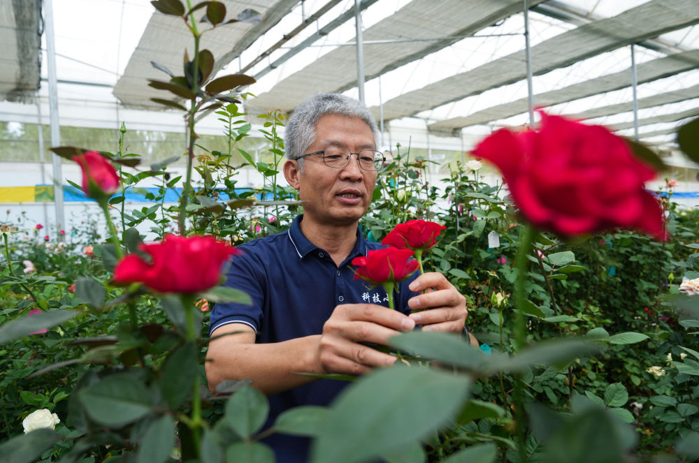 锚定现代化 改革再深化｜云南晋宁：一枝鲜花背后的科技力量(图3)